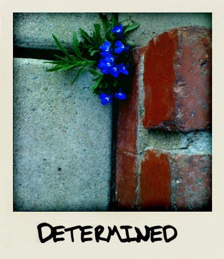 “DETERMINED”
MONOTATION - one image, one word - Visual meditations to create space for personal reflection. Created by Spencer Burke. http://MONOTATION.com - Some images are available for personal use on a variety of products at http://www.zazzle.com/MONOTATION*